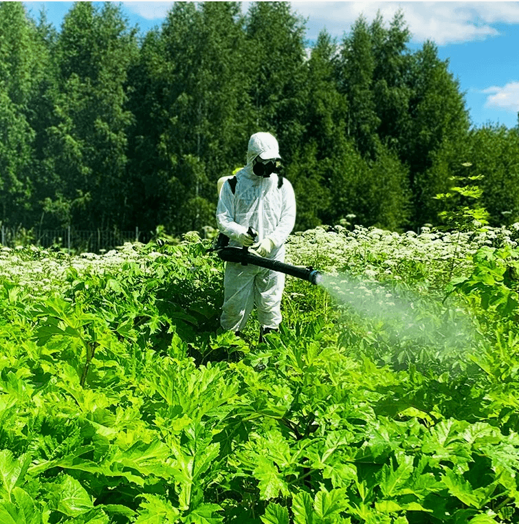 Обработка от борщевика